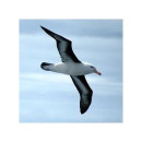 Albatros Tour