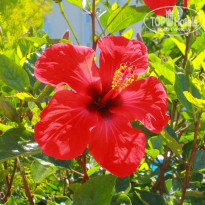 фото из отзыва ID 1025611