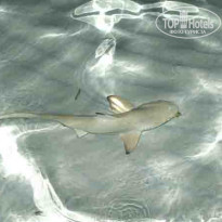 фото из отзыва ID 104455