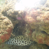 фото из отзыва ID 1138612