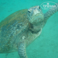 фото из отзыва ID 1138612