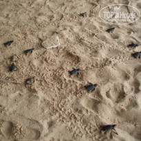 фото из отзыва ID 1138612