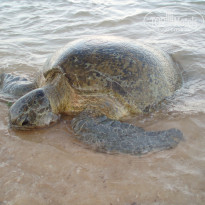 фото из отзыва ID 1138612