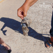 фото из отзыва ID 1165382