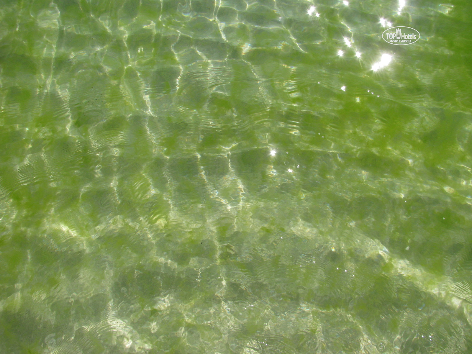 Запах водорослей. Фактура воды болота. Текстура речного дна. Грязная вода текстура. Текстура Болотной воды.