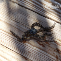 фото из отзыва ID 1215762