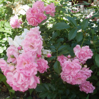 фото из отзыва ID 1263244