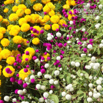 фото из отзыва ID 1264493