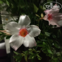 фото из отзыва ID 1282509