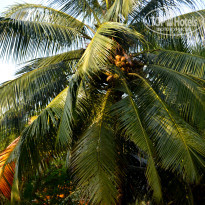 фото из отзыва ID 1302227