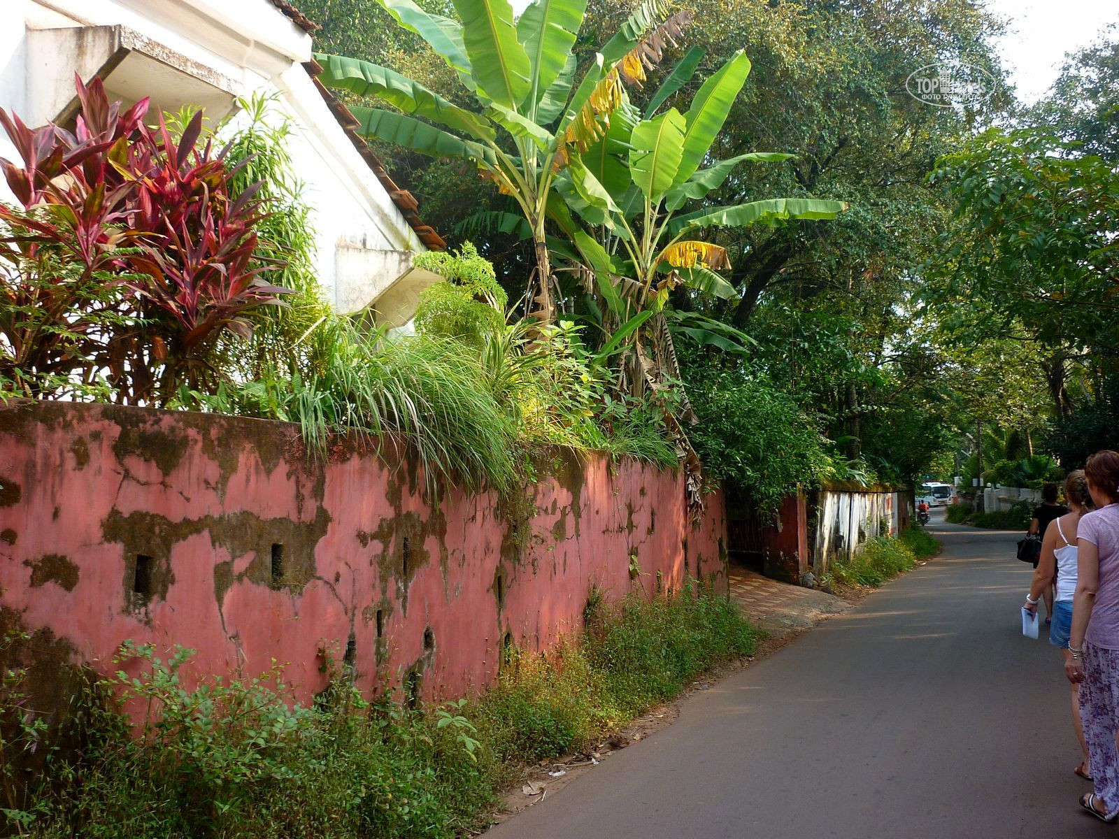 оазис с 165 тысяч пальм. 4 3 оазис. современный дом с бассейном симс 4. оазис фэнтези. 4.