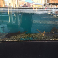 ShelestoFF 3* аквариум на улице, возле отеля - Фото отеля