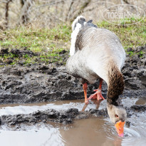 фото из отзыва ID 1331691