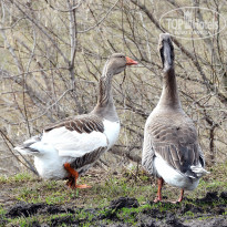 фото из отзыва ID 1331691