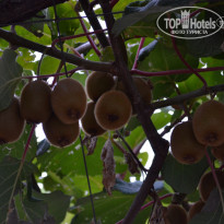 фото из отзыва ID 1347421