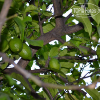 фото из отзыва ID 1347421