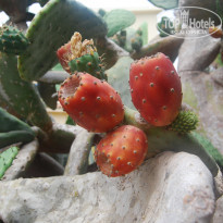 фото из отзыва ID 1360922