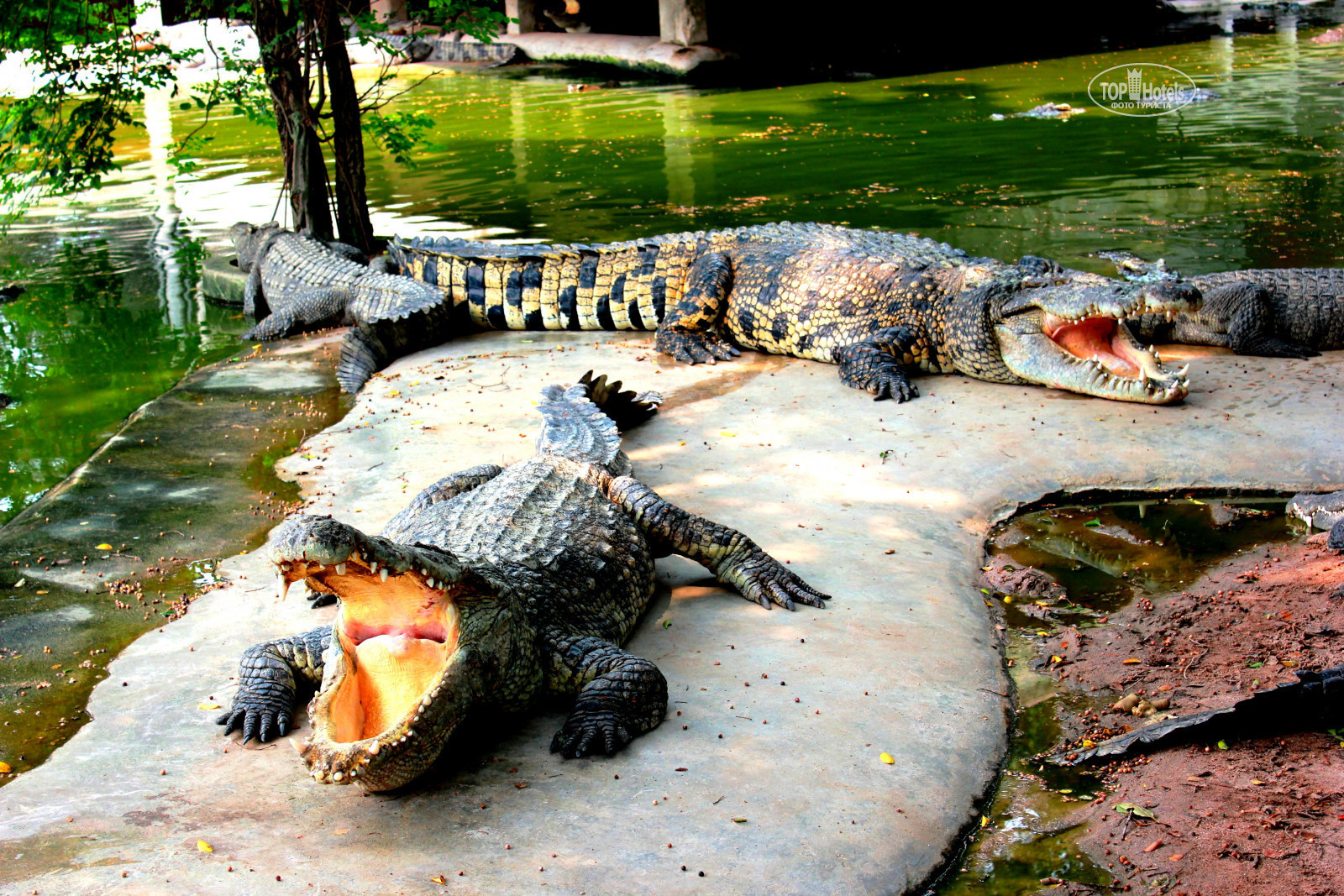 крокодиловая ферма тайланд