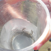 фото из отзыва ID 1426360