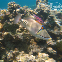 фото из отзыва ID 1432645