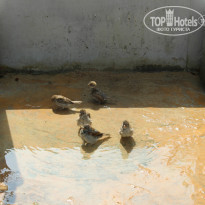 фото из отзыва ID 1430910