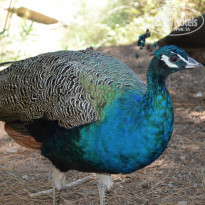 фото из отзыва ID 1443052