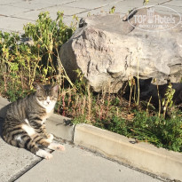 фото из отзыва ID 1446863