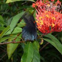 фото из отзыва ID 1484683