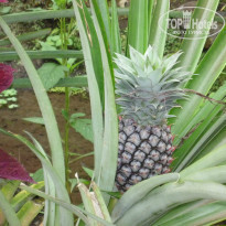 фото из отзыва ID 1484683