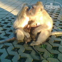 фото из отзыва ID 1484683