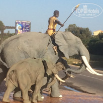 фото из отзыва ID 1509467