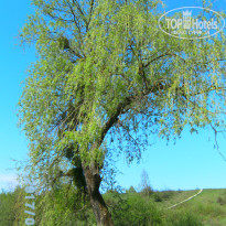 фото из отзыва ID 1515522