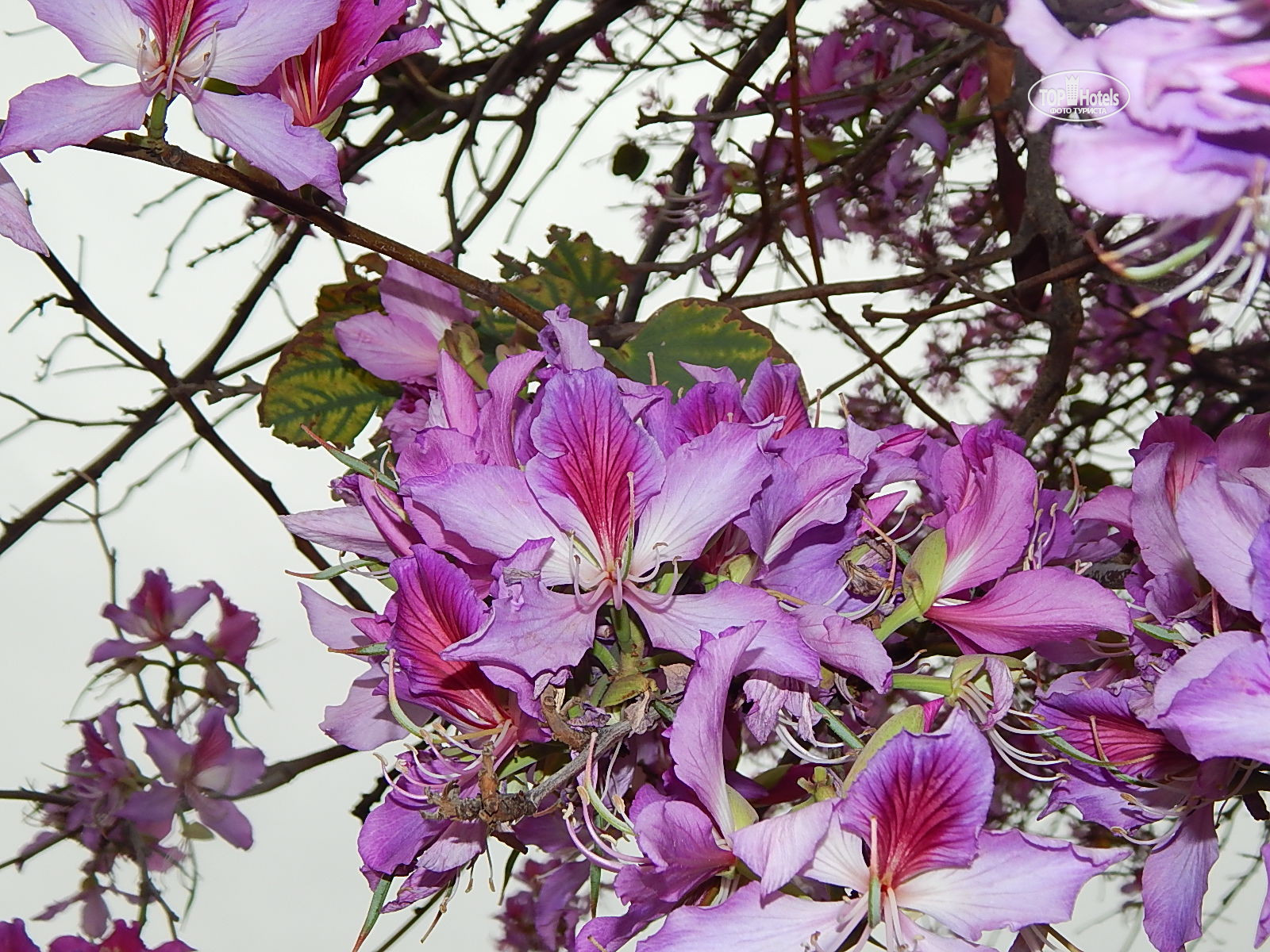 Хорус вархаммер 40к. Система агрозащиты 1 для сада от вредителей и болезней. Возвышение хоруса локен. Система агрозащиты для сада от вредителей. Хорус ранней весной можно ли.