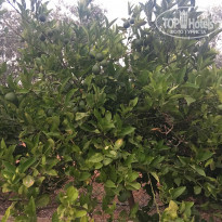 фото из отзыва ID 1558737