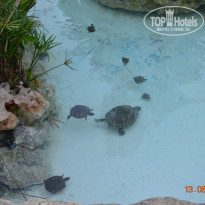 фото из отзыва ID 1612510