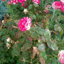 фото из отзыва ID 1612971