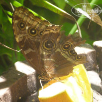 фото из отзыва ID 1641391