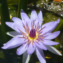 фото из отзыва ID 1641391