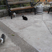 фото из отзыва ID 1657654