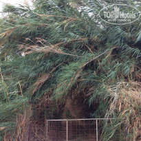 фото из отзыва ID 1665139