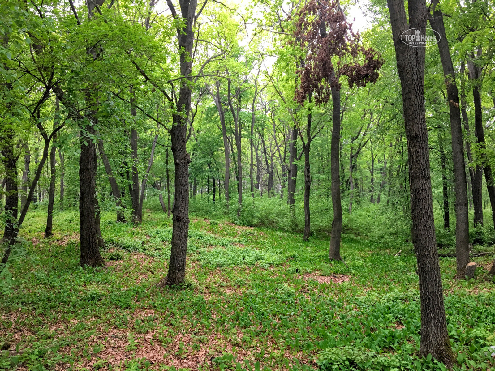 парк васильевский