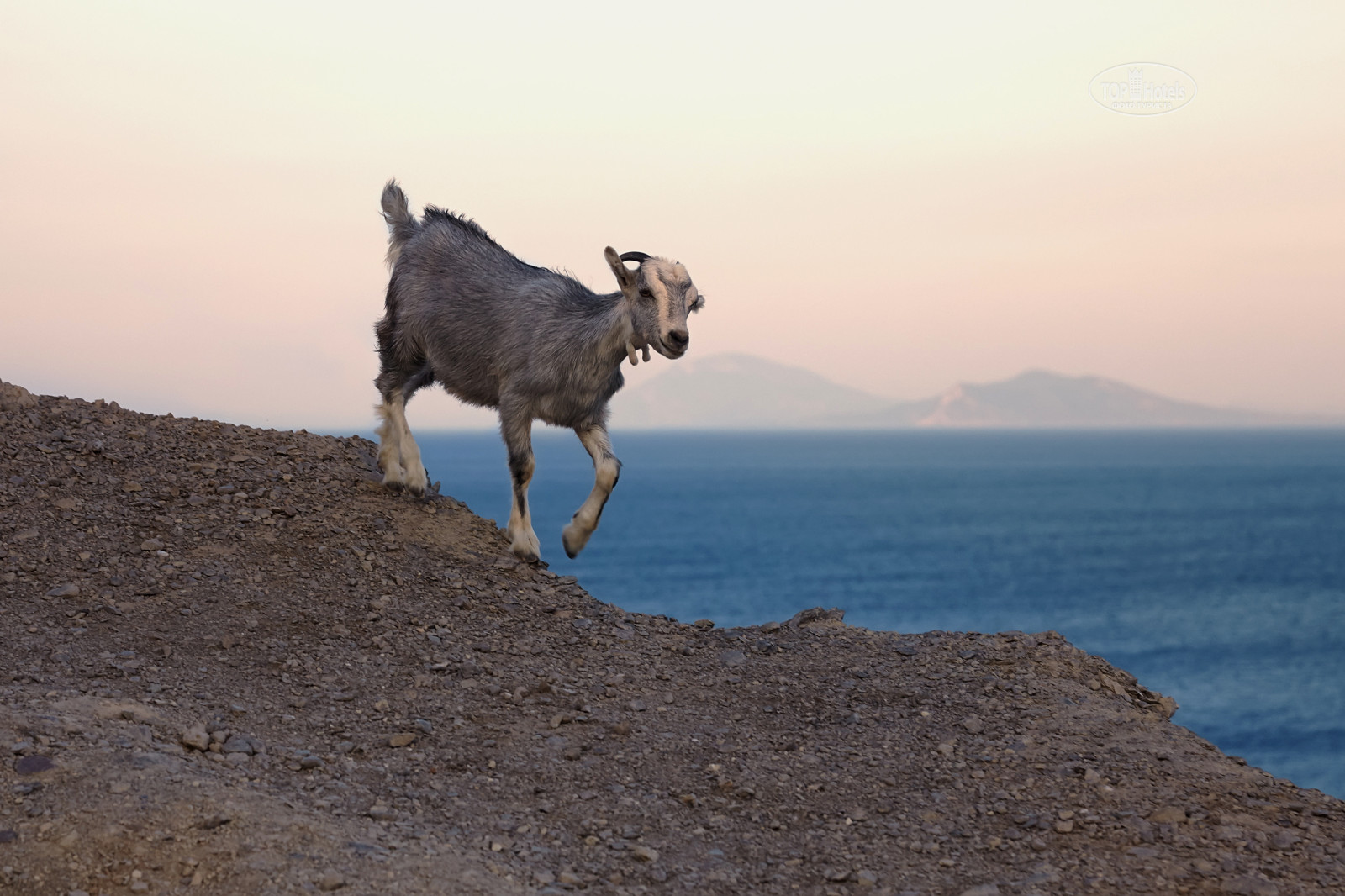 Male feral mountain goat head on with large horns head on. Long-haired billy goa