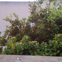 фото из отзыва ID 1775374