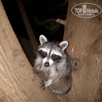 фото из отзыва ID 1781512