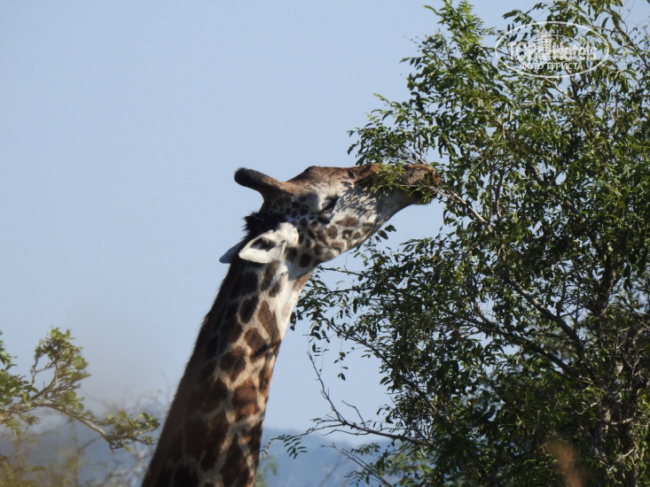 Фото Ngare Sero Mountain Lodge