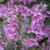 фото из отзыва ID 180894