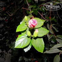 фото из отзыва ID 1880956