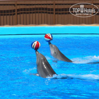 Corallium Beach by Lopesan Hotels 3* шоу дельфинов в Пальмитос Парк - Фото отеля