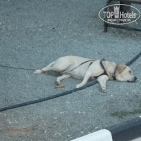 фото из отзыва ID 1911404