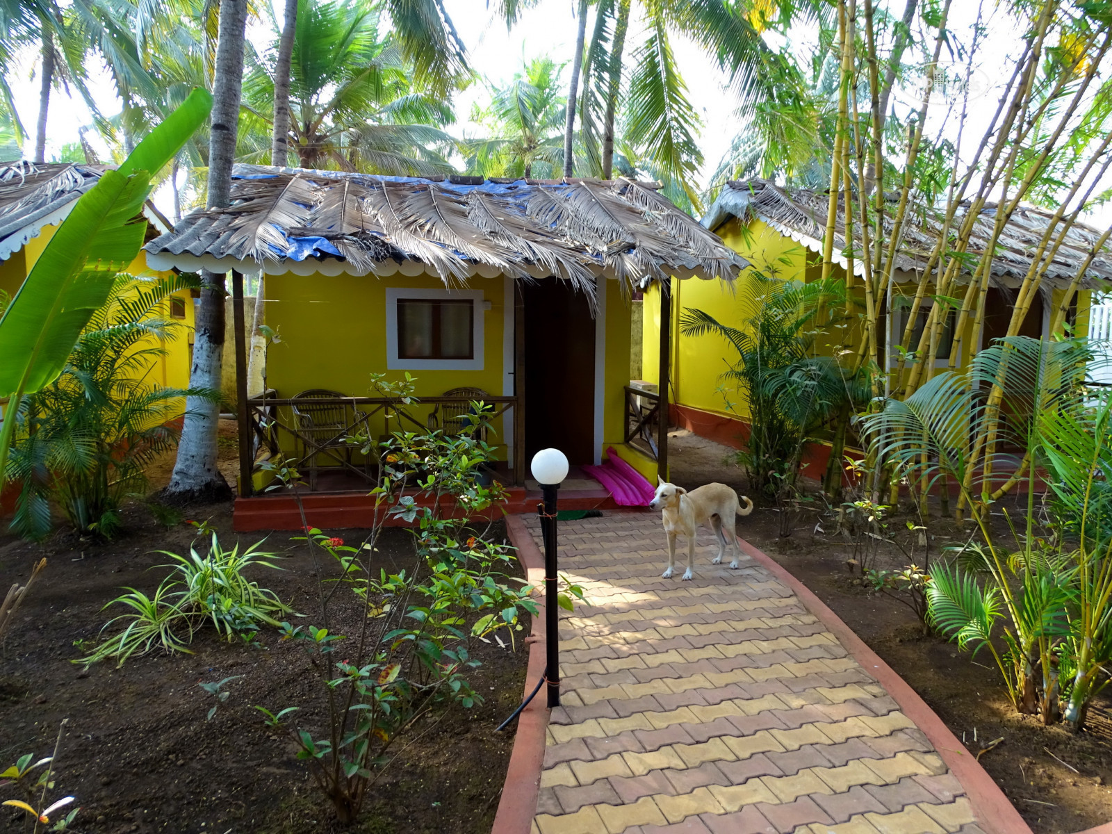 морджим бич. индия северный гоа морджим. морджим бич. черепахи на пляже морджим. морджим бич холидей гоа.